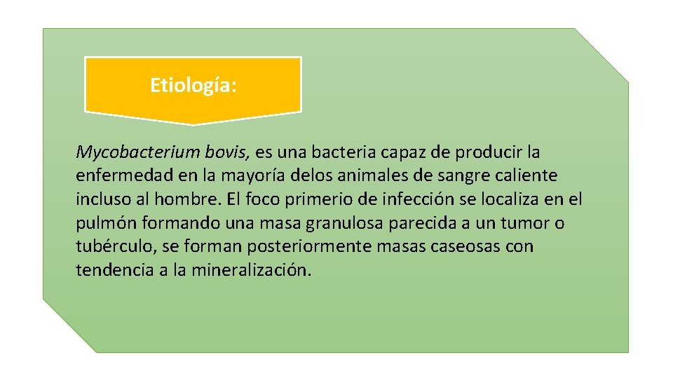 Etiología: Mycobacterium bovis, es una bacteria capaz de producir la enfermedad en la mayoría