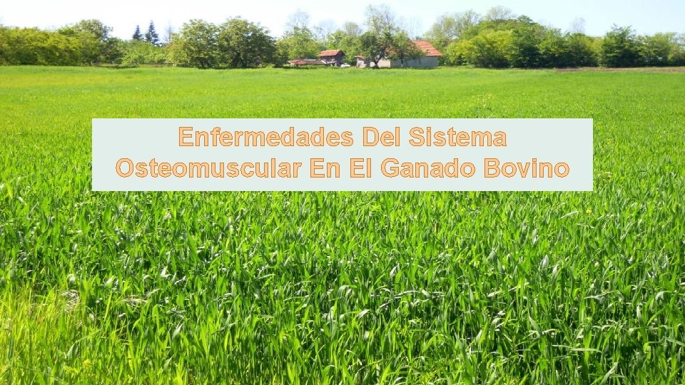 Enfermedades Del Sistema Osteomuscular En El Ganado Bovino 
