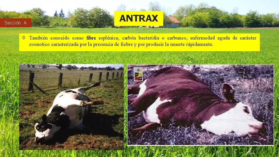 Sección: A ANTRAX También conocido como fibre esplénica, carbón bacteridia o carbunco, enfermedad aguda