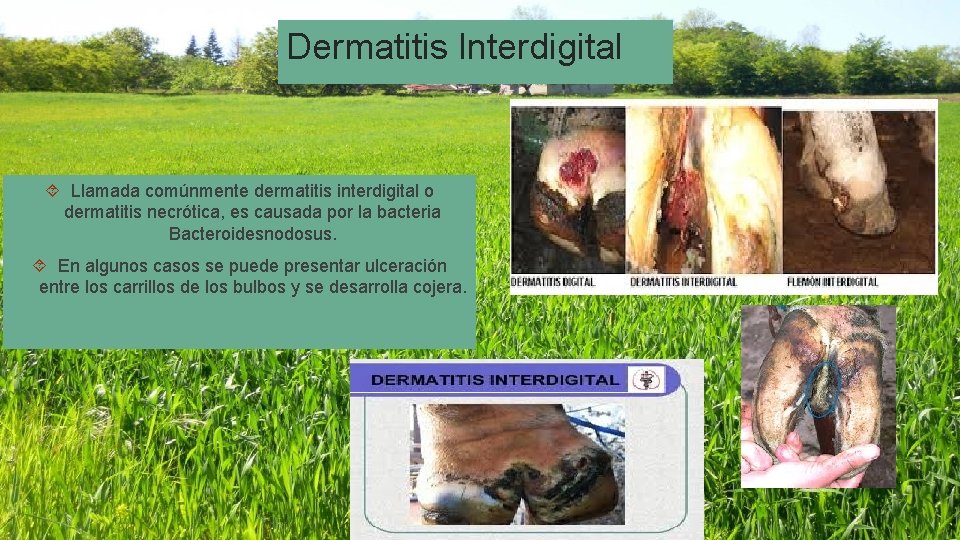 Dermatitis Interdigital Llamada comúnmente dermatitis interdigital o dermatitis necrótica, es causada por la bacteria