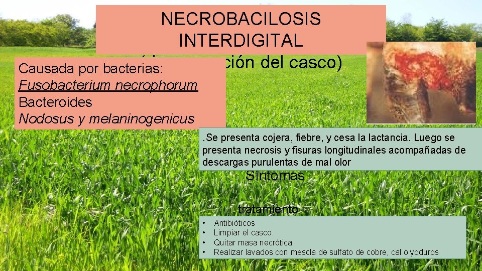 NECROBACILOSIS INTERDIGITAL (degeneración del casco) Causada por bacterias: Fusobacterium necrophorum Bacteroides Nodosus y melaninogenicus.