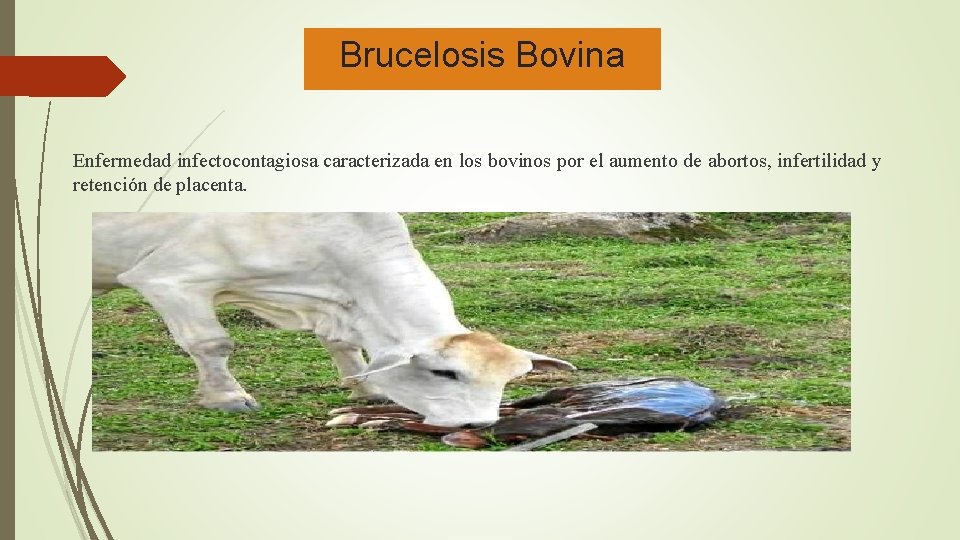Brucelosis Bovina Enfermedad infectocontagiosa caracterizada en los bovinos por el aumento de abortos, infertilidad