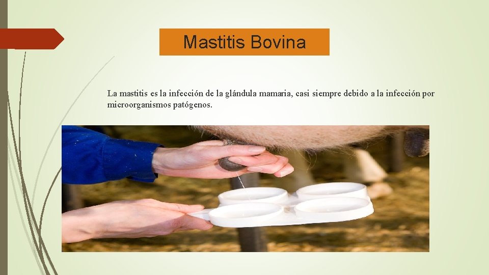Mastitis Bovina La mastitis es la infección de la glándula mamaria, casi siempre debido