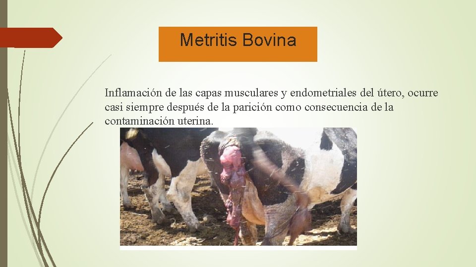 Metritis Bovina Inflamación de las capas musculares y endometriales del útero, ocurre casi siempre