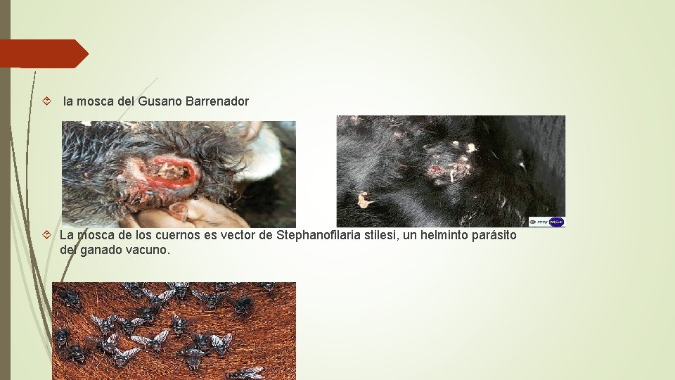  la mosca del Gusano Barrenador La mosca de los cuernos es vector de