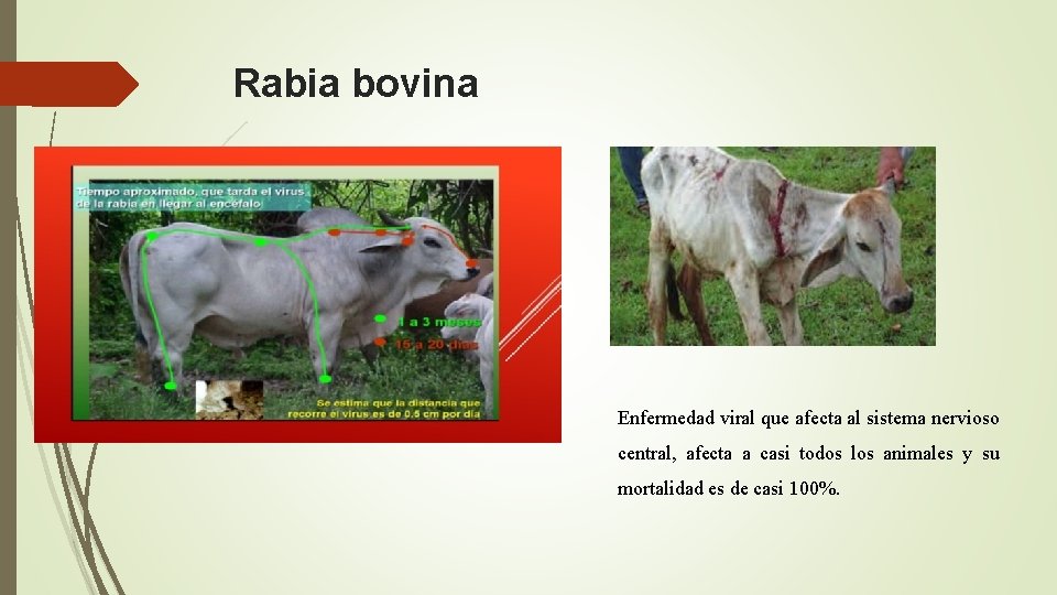 Rabia bovina Enfermedad viral que afecta al sistema nervioso central, afecta a casi todos