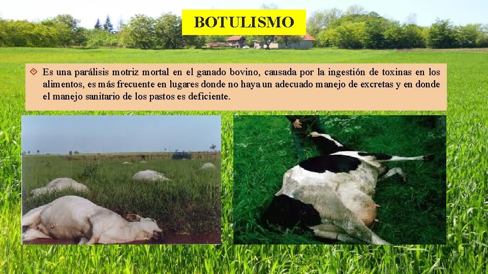 BOTULISMO Es una parálisis motriz mortal en el ganado bovino, causada por la ingestión