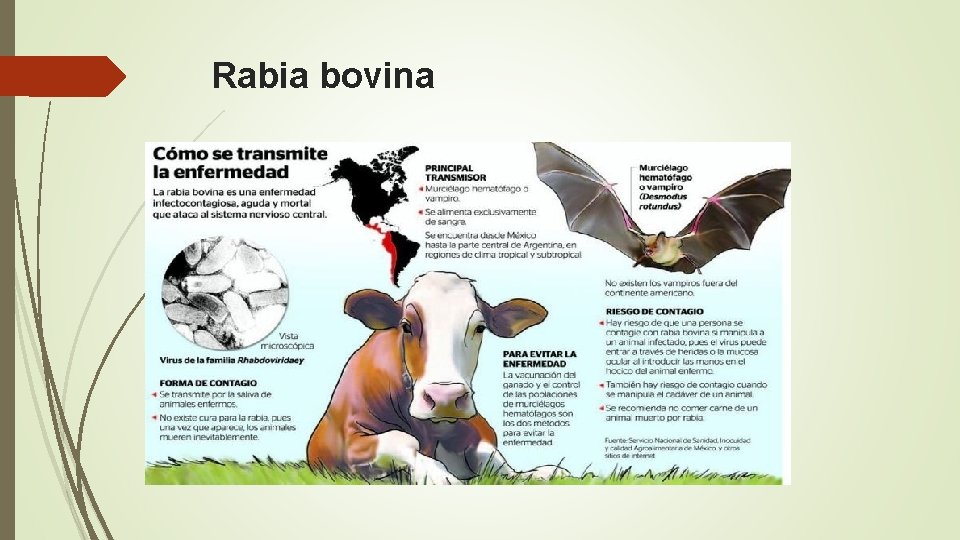 Rabia bovina 