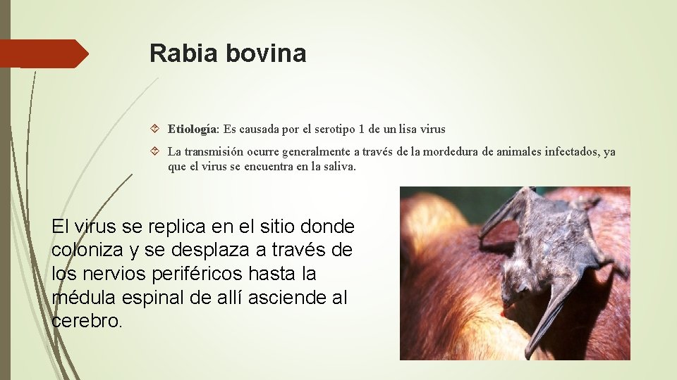 Rabia bovina Etiología: Es causada por el serotipo 1 de un lisa virus La