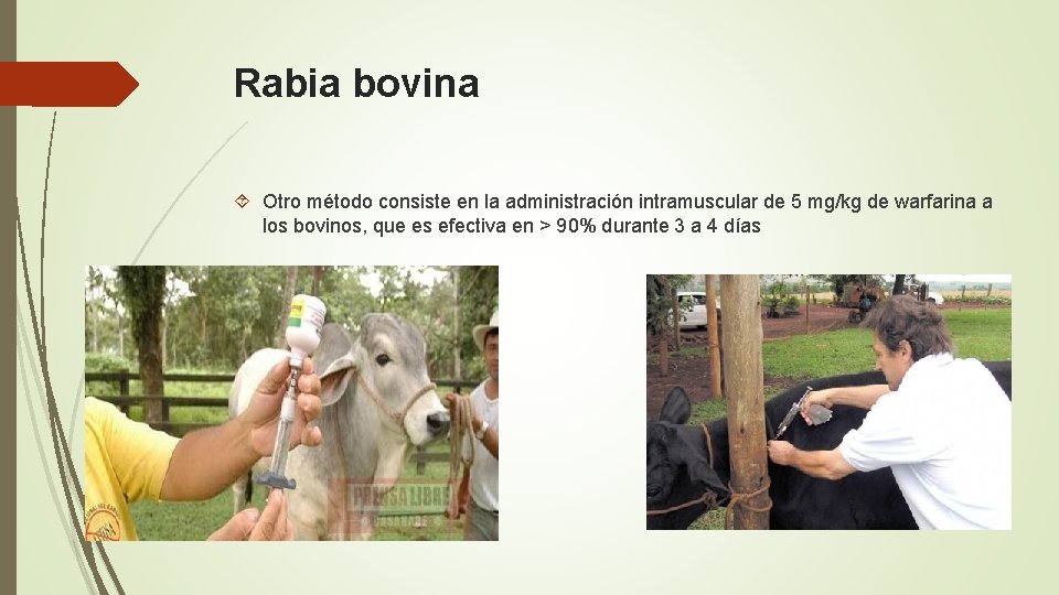 Rabia bovina Otro método consiste en la administración intramuscular de 5 mg/kg de warfarina