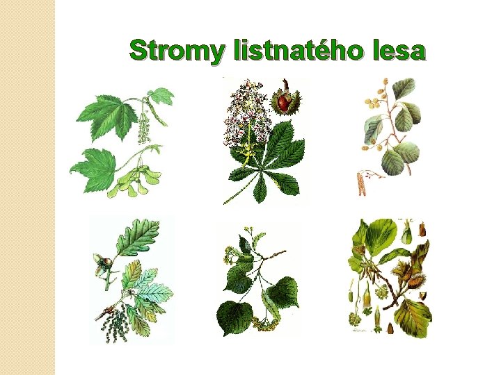 Stromy listnatého lesa 