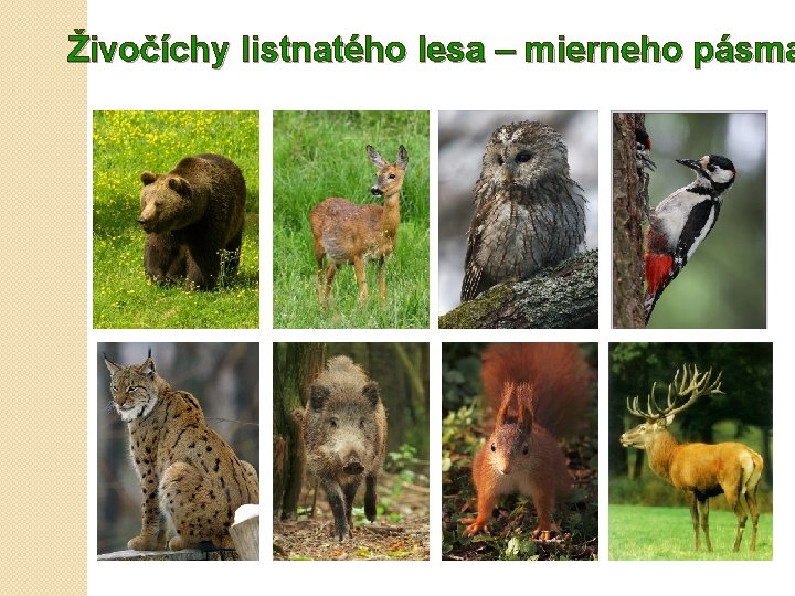 Živočíchy listnatého lesa – mierneho pásma 