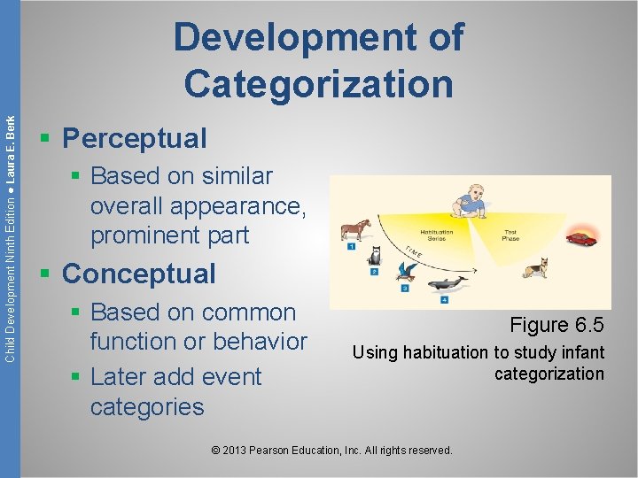 Child Development Ninth Edition ● Laura E. Berk Development of Categorization § Perceptual §