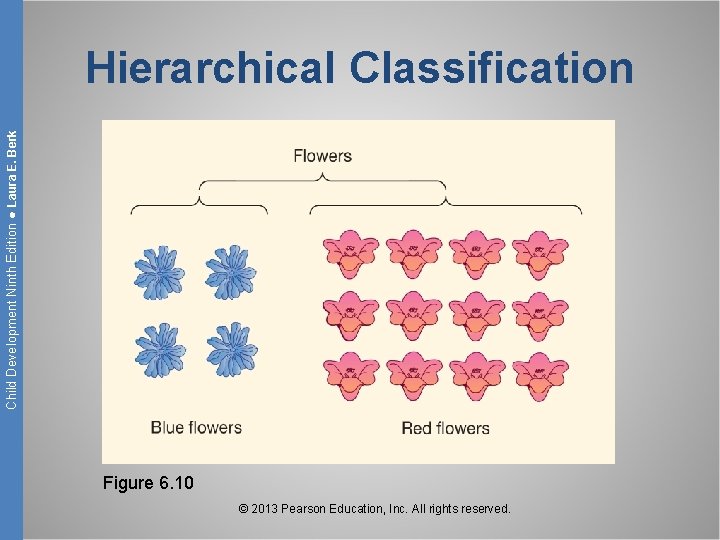 Child Development Ninth Edition ● Laura E. Berk Hierarchical Classification Figure 6. 10 ©