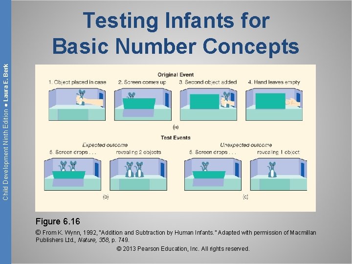 Child Development Ninth Edition ● Laura E. Berk Testing Infants for Basic Number Concepts