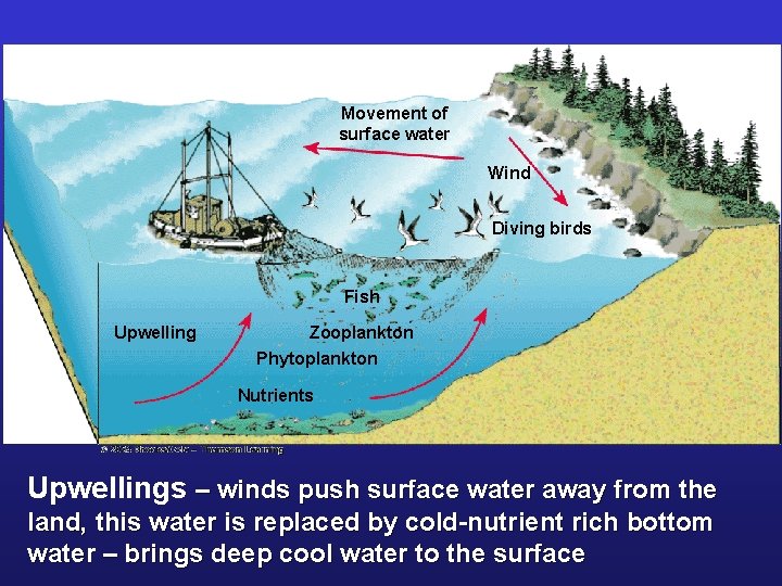 Movement of surface water Wind Diving birds Fish Upwelling Zooplankton Phytoplankton Nutrients Upwellings –