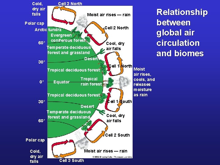 Cold, dry air falls Cell 3 North Polar cap Arctic tundra Evergreen coniferous forest