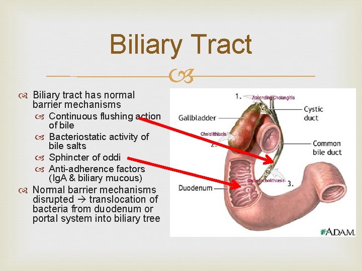 Biliary Tract Biliary tract has normal barrier mechanisms Continuous flushing action of bile Bacteriostatic