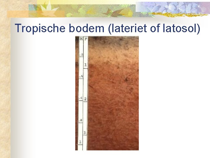 Tropische bodem (lateriet of latosol) 