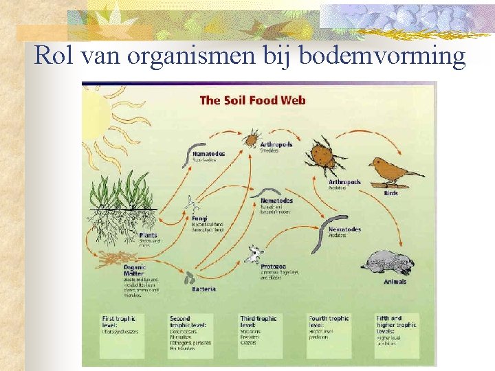 Rol van organismen bij bodemvorming 