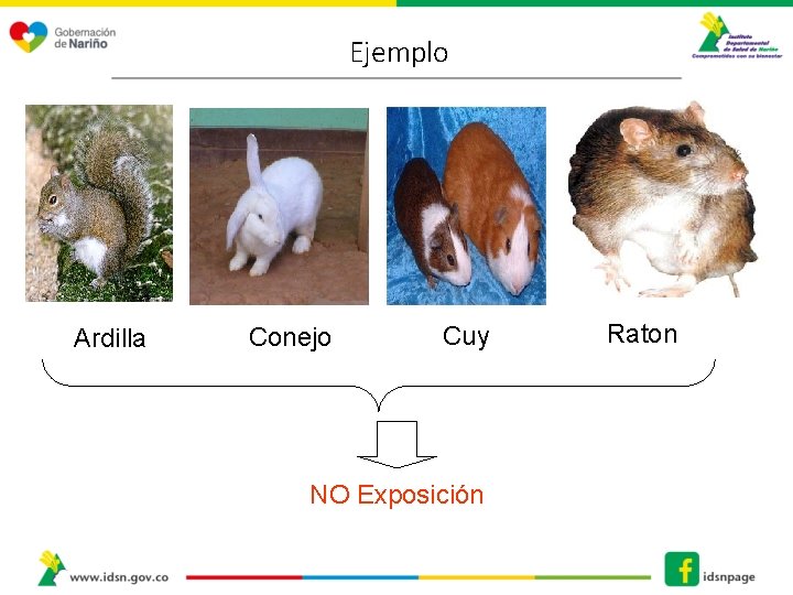 Ejemplo Ardilla Conejo Cuy NO Exposición Raton 