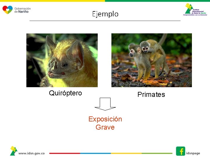 Ejemplo Quiróptero Primates Exposición Grave 