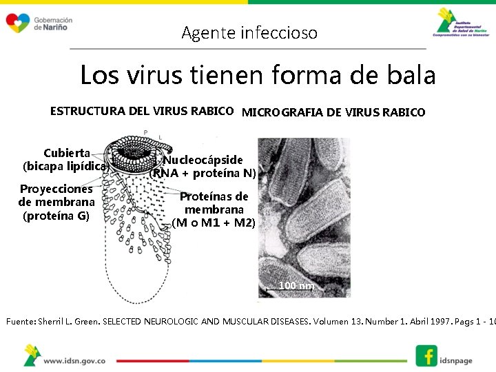 Agente infeccioso Los virus tienen forma de bala ESTRUCTURA DEL VIRUS RABICO MICROGRAFIA DE