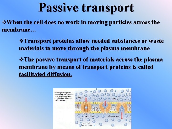 Passive transport v. When the cell does no work in moving particles across the