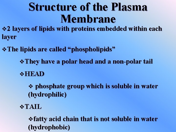 Structure of the Plasma Membrane v 2 layers of lipids with proteins embedded within