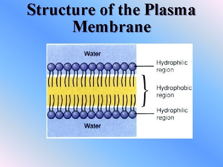 Structure of the Plasma Membrane 