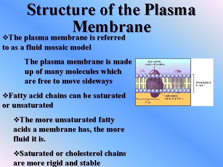 Structure of the Plasma Membrane v. The plasma membrane is referred to as a