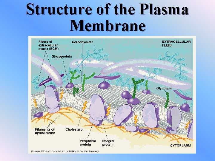 Structure of the Plasma Membrane 