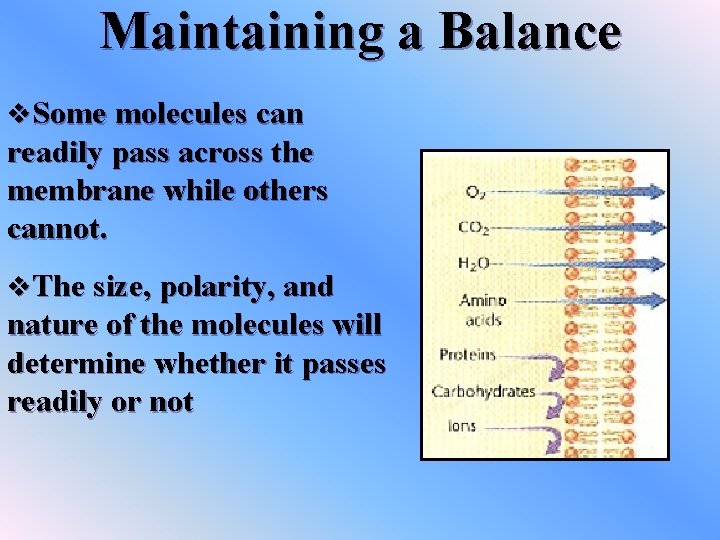 Maintaining a Balance v. Some molecules can readily pass across the membrane while others