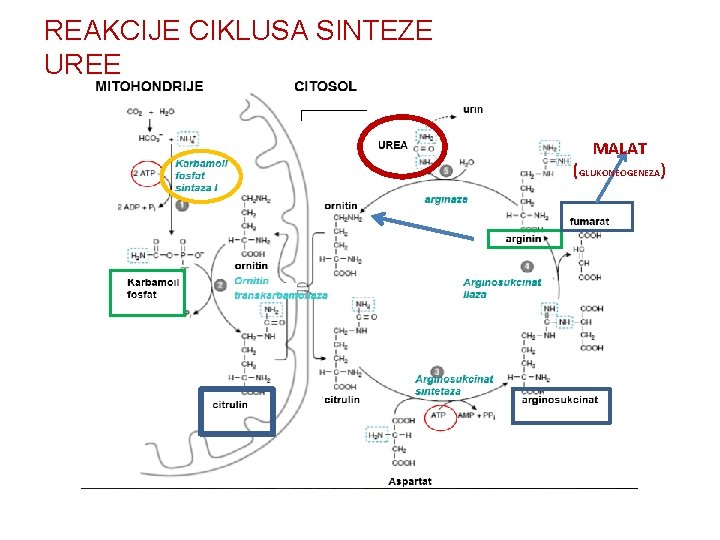 REAKCIJE CIKLUSA SINTEZE UREE MALAT (GLUKONEOGENEZA) 