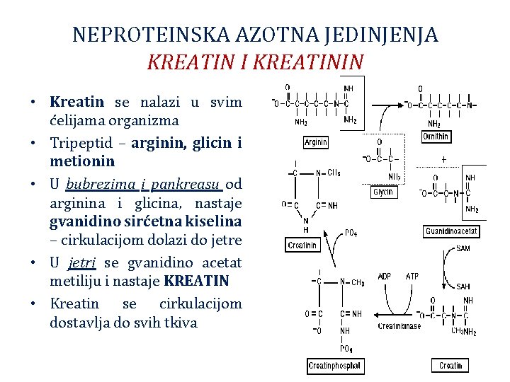 NEPROTEINSKA AZOTNA JEDINJENJA KREATIN I KREATININ • Kreatin se nalazi u svim ćelijama organizma