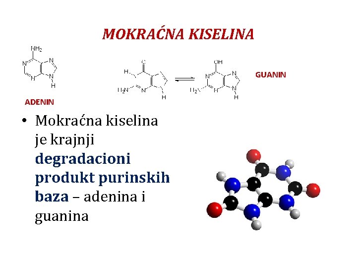 MOKRAĆNA KISELINA GUANIN ADENIN • Mokraćna kiselina je krajnji degradacioni produkt purinskih baza –