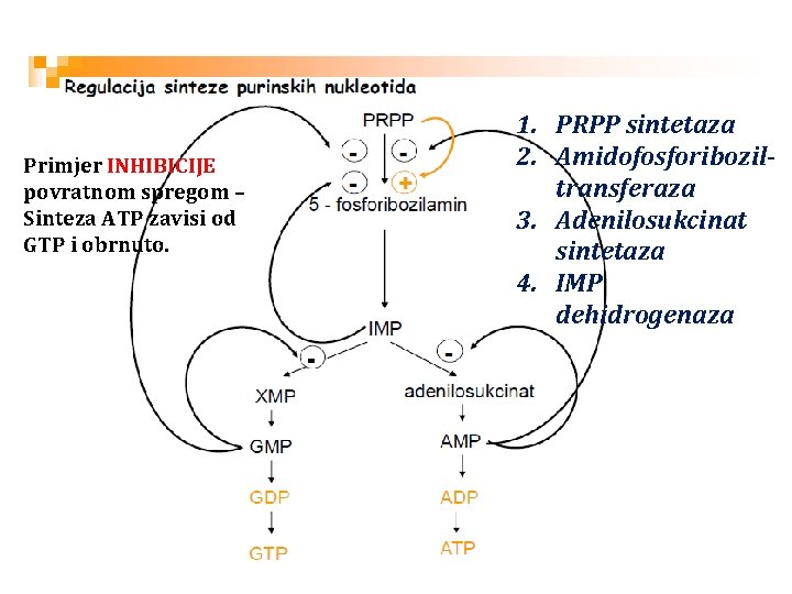 Primjer INHIBICIJE povratnom spregom – Sinteza ATP zavisi od GTP i obrnuto. 1. PRPP
