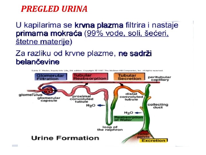 PREGLED URINA 