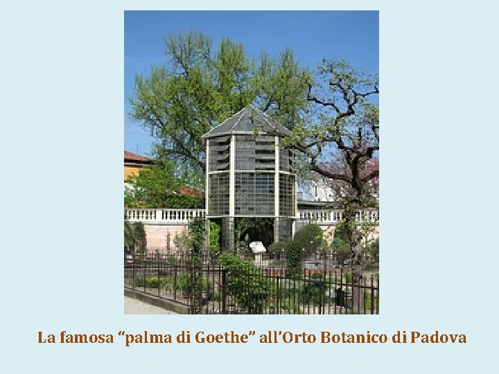 La famosa “palma di Goethe” all’Orto Botanico di Padova 