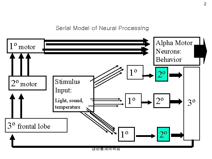2 Serial Model of Neural Processing Alpha Motor Neurons: Behavior 1º motor 2º motor