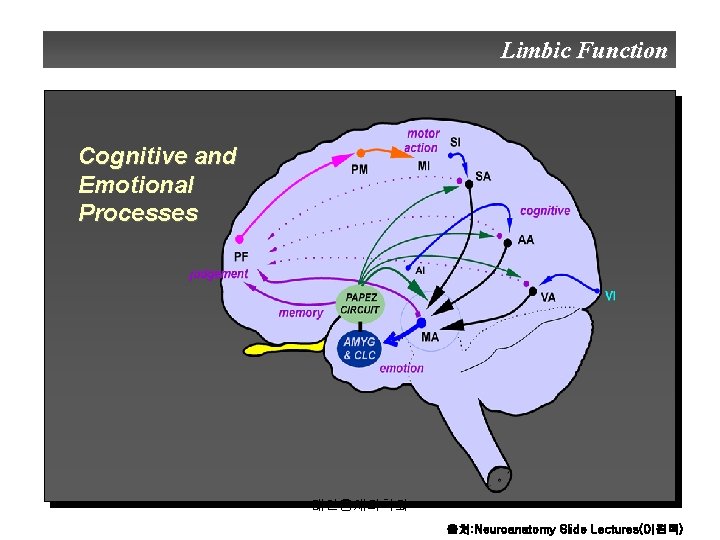 Limbic Function Cognitive and Emotional Processes 대한홍채의학회 출처: Neuroanatomy Slide Lectures(이원택) 