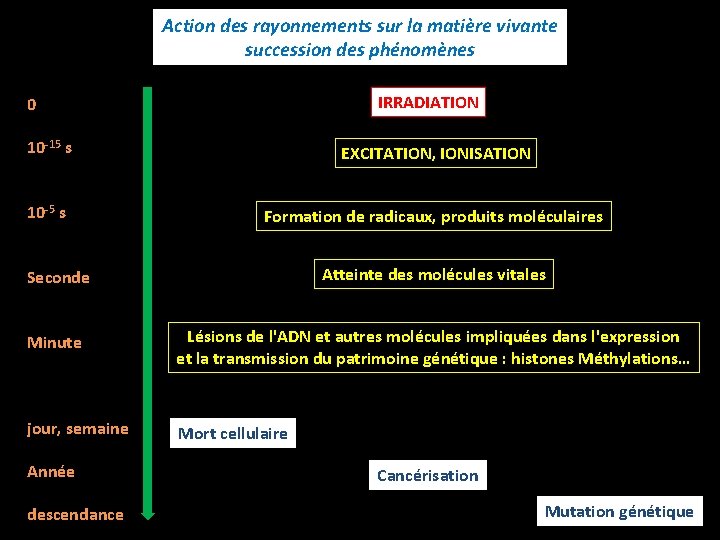 Action des rayonnements sur la matière vivante succession des phénomènes IRRADIATION 0 10 -15