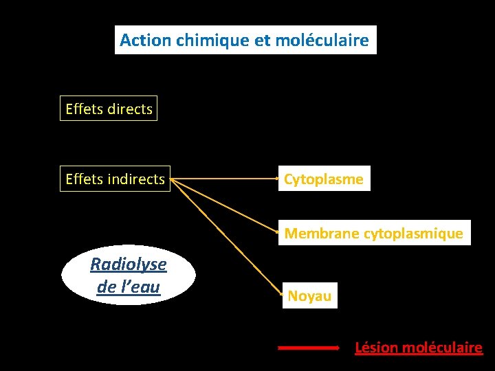 Action chimique et moléculaire Effets directs Effets indirects Cytoplasme Membrane cytoplasmique Radiolyse de l’eau