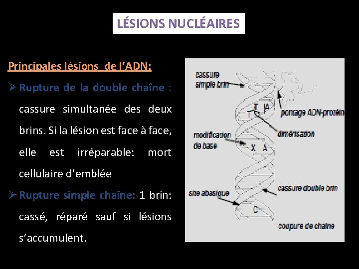 LÉSIONS NUCLÉAIRES Principales lésions de l’ADN: Ø Rupture de la double chaîne : cassure