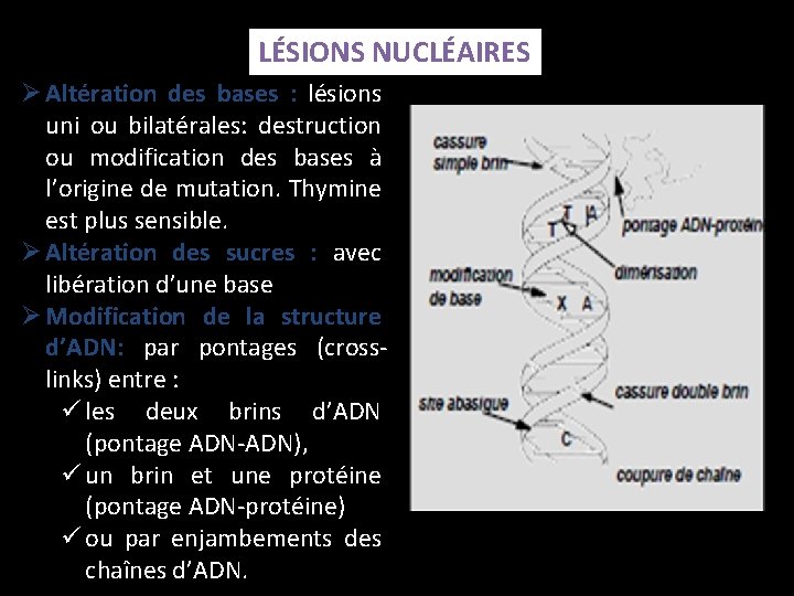 LÉSIONS NUCLÉAIRES Ø Altération des bases : lésions uni ou bilatérales: destruction ou modification