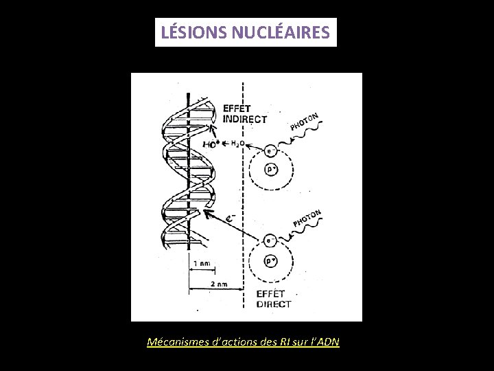 LÉSIONS NUCLÉAIRES Mécanismes d’actions des RI sur l’ADN 