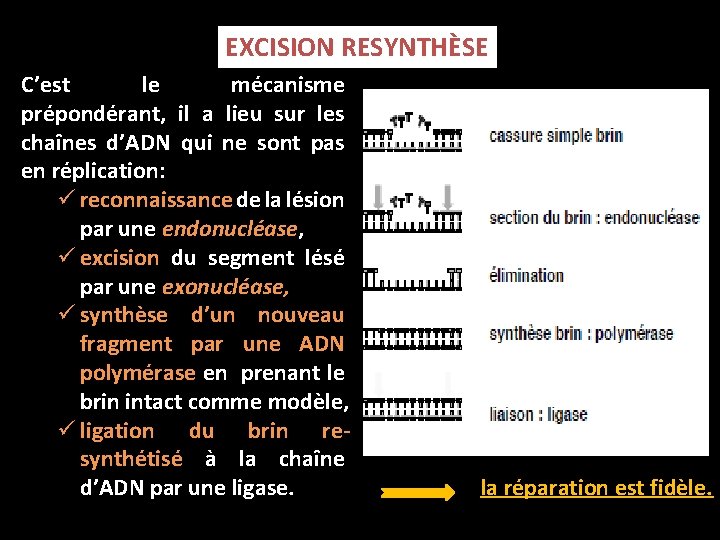 EXCISION RESYNTHÈSE C’est le mécanisme prépondérant, il a lieu sur les chaînes d’ADN qui