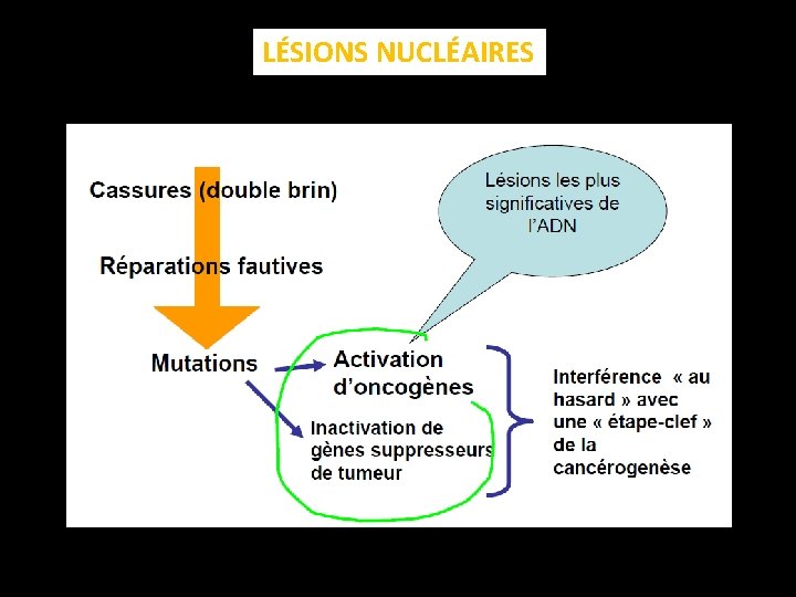 LÉSIONS NUCLÉAIRES 