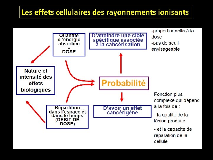 Les effets cellulaires des rayonnements ionisants 