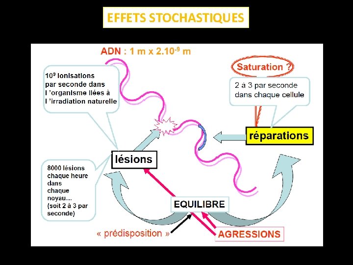 EFFETS STOCHASTIQUES 